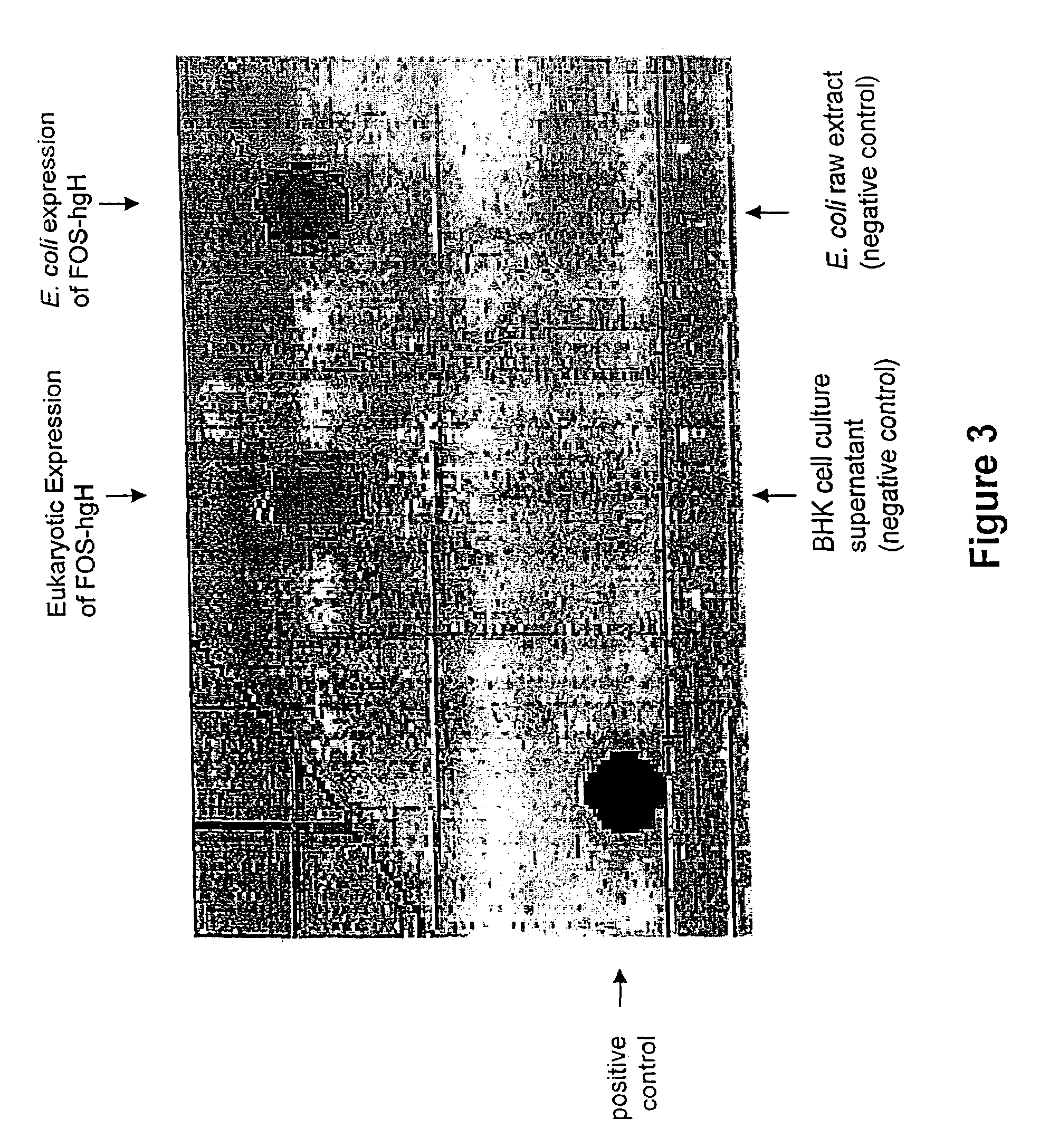 Ordered molecular presentation of antigens, method of preparation and use