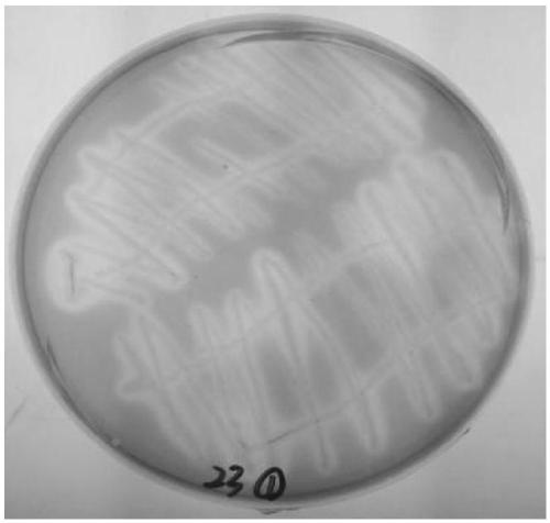 Peanut rhizosphere pseudomonas fluorescens and application thereof