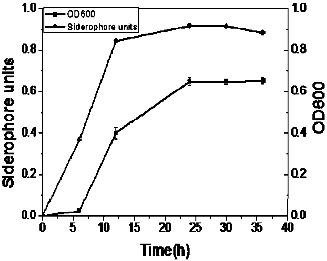 Peanut rhizosphere pseudomonas fluorescens and application thereof