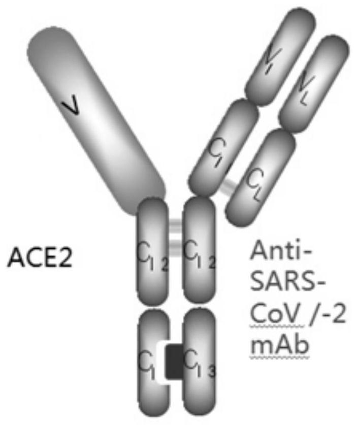 Bifunctional fusion protein combined with coronavirus as well as preparation method and application of bifunctional fusion protein