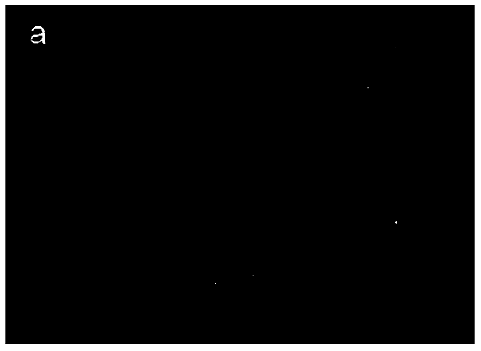 Method for rapidly preparing antrodia camphorate asexual spores