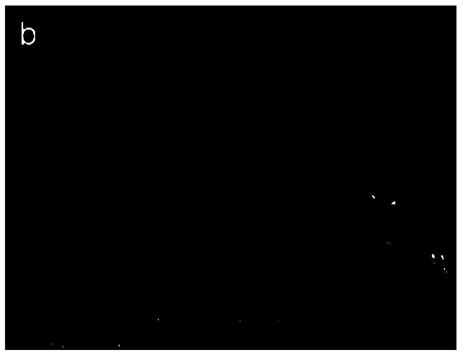 Method for rapidly preparing antrodia camphorate asexual spores