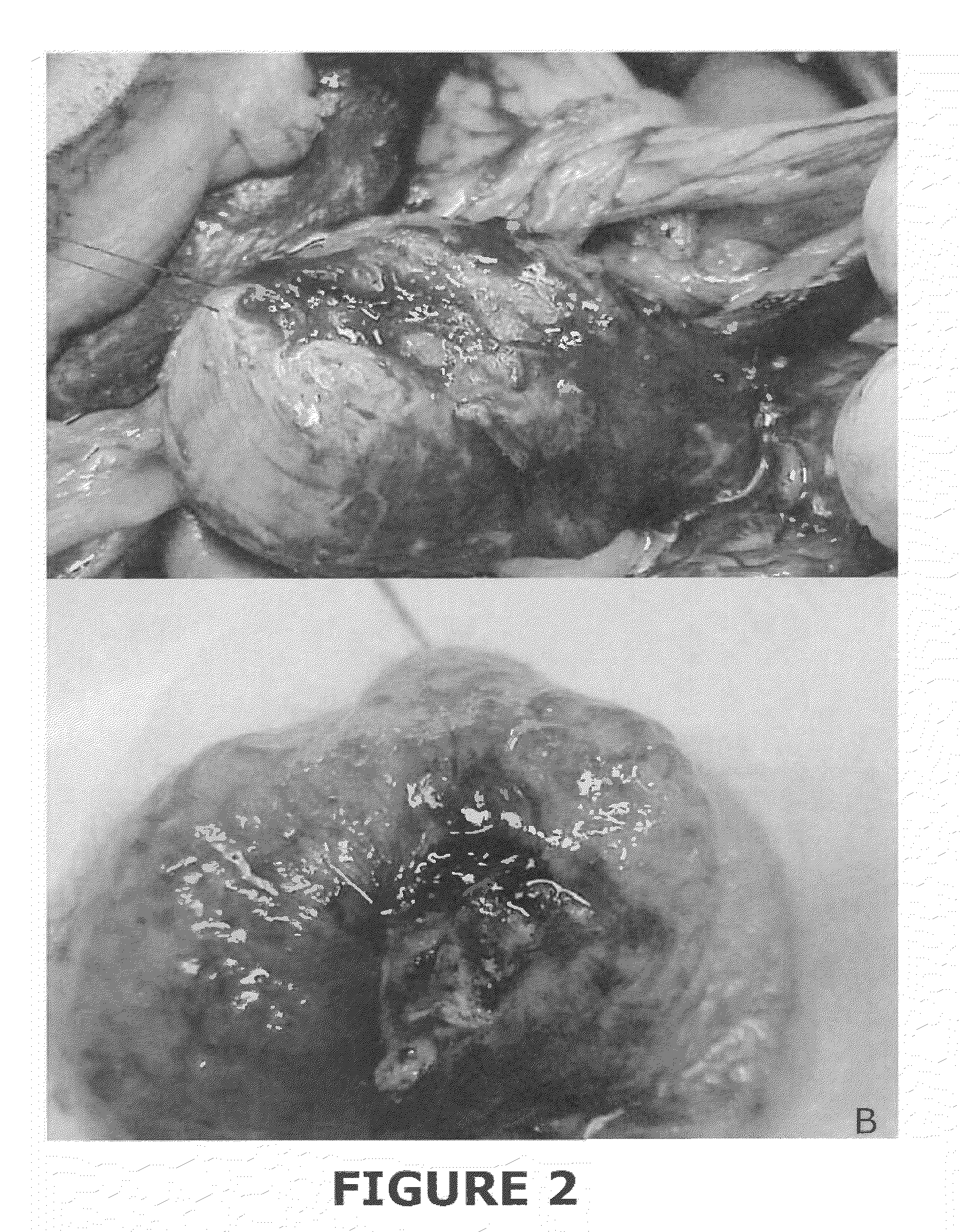 Tissue graft compositions and methods for producing same