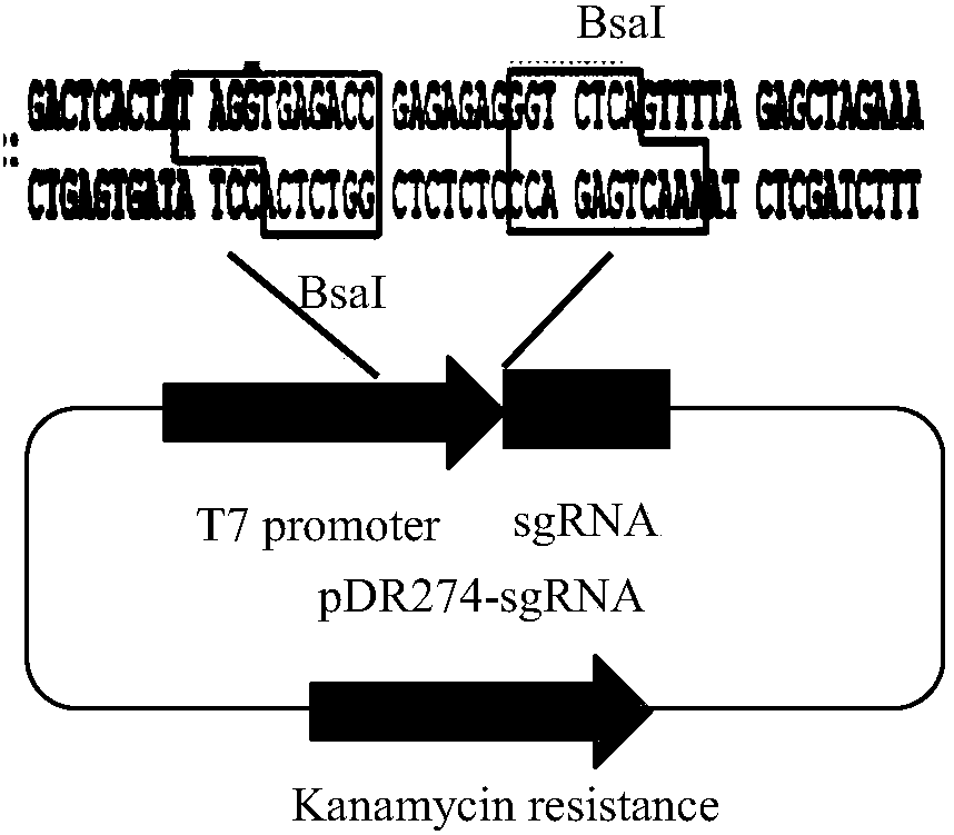 Porcine somatostatin gene editing site and application thereof