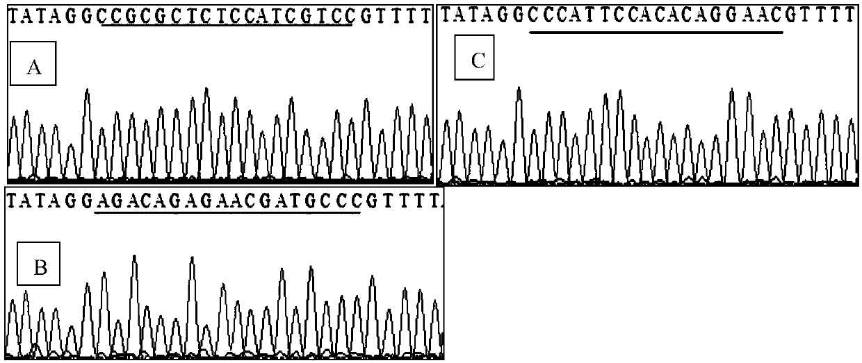 Porcine somatostatin gene editing site and application thereof