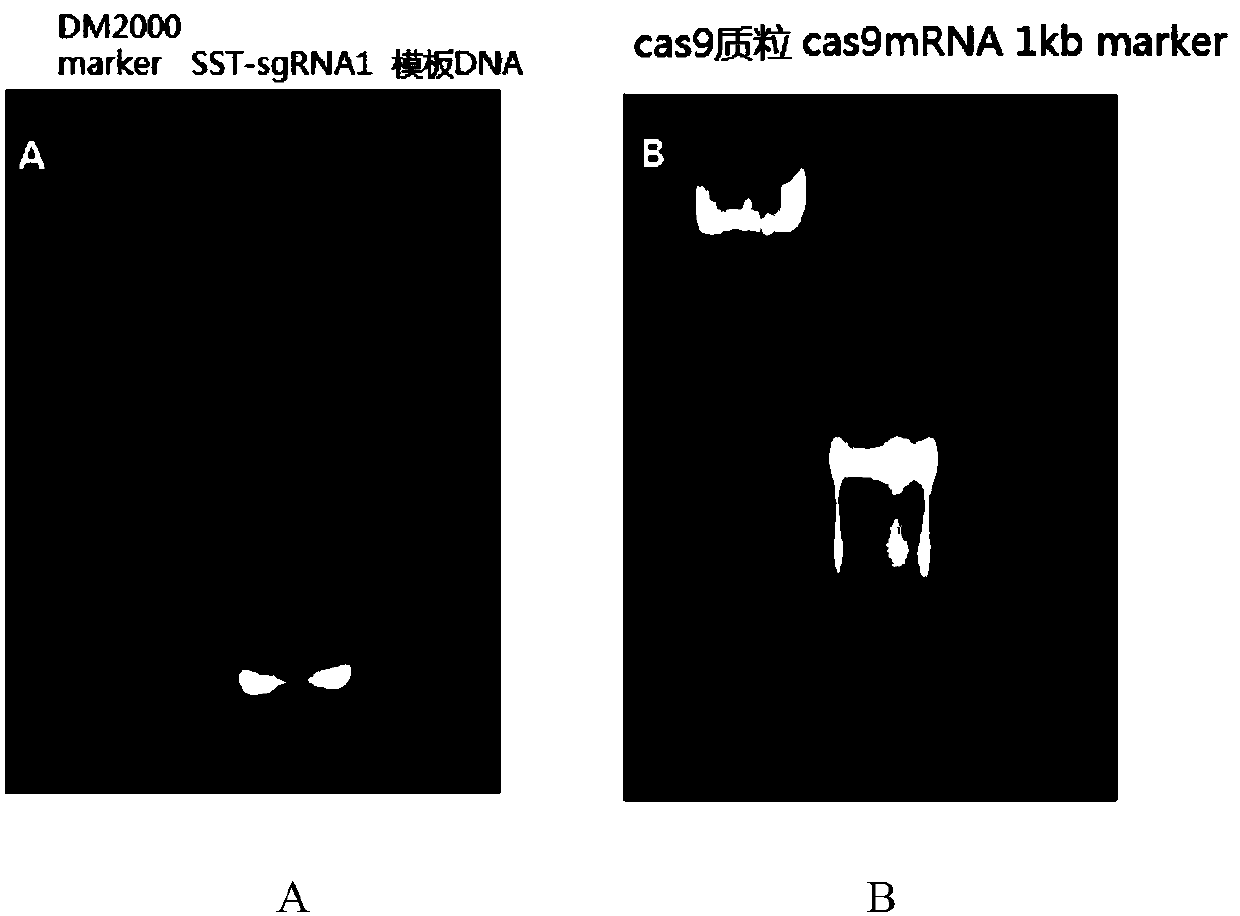 Porcine somatostatin gene editing site and application thereof