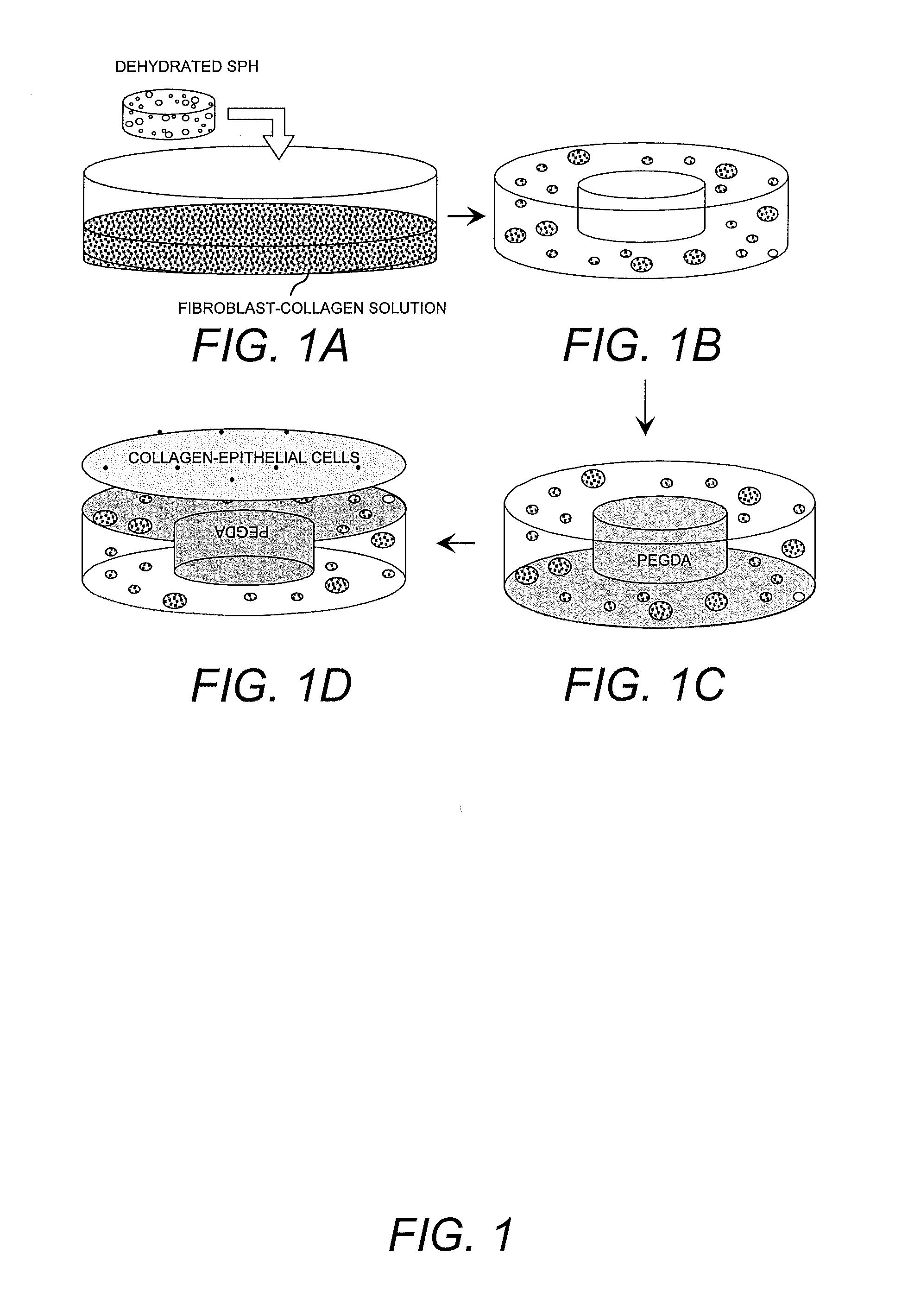 Hybrid superporous hydrogel scaffold for cornea regeneration