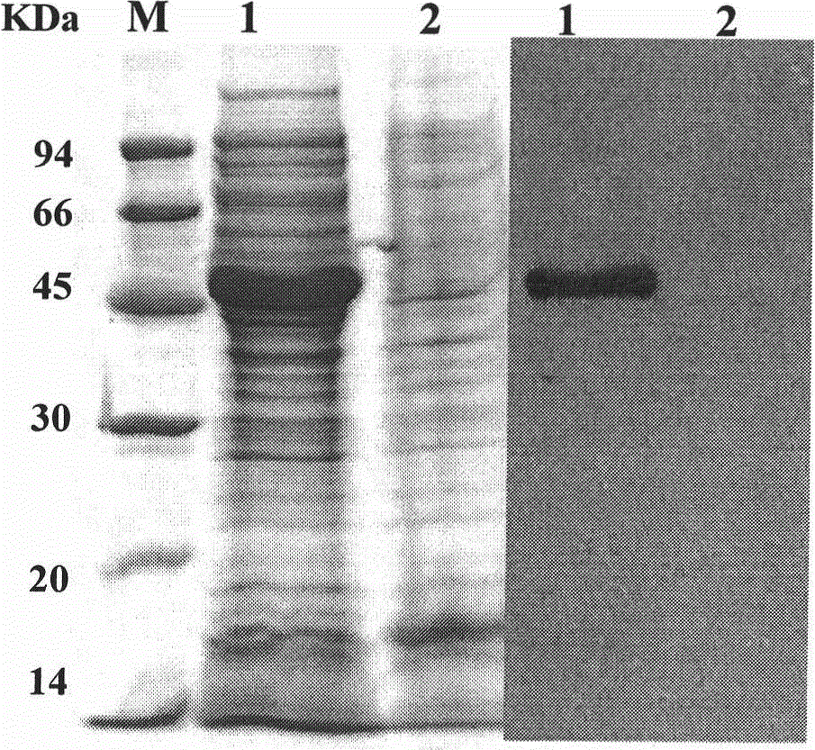 High-level expression of tetanus toxin receptor binding domain Hc in Escherichia coli and application