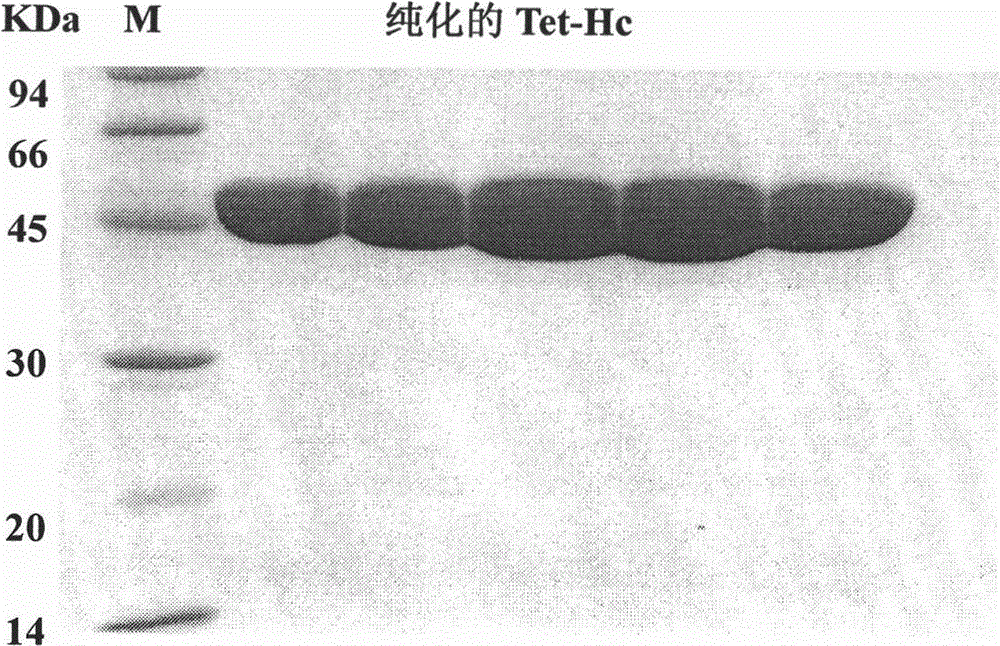 High-level expression of tetanus toxin receptor binding domain Hc in Escherichia coli and application