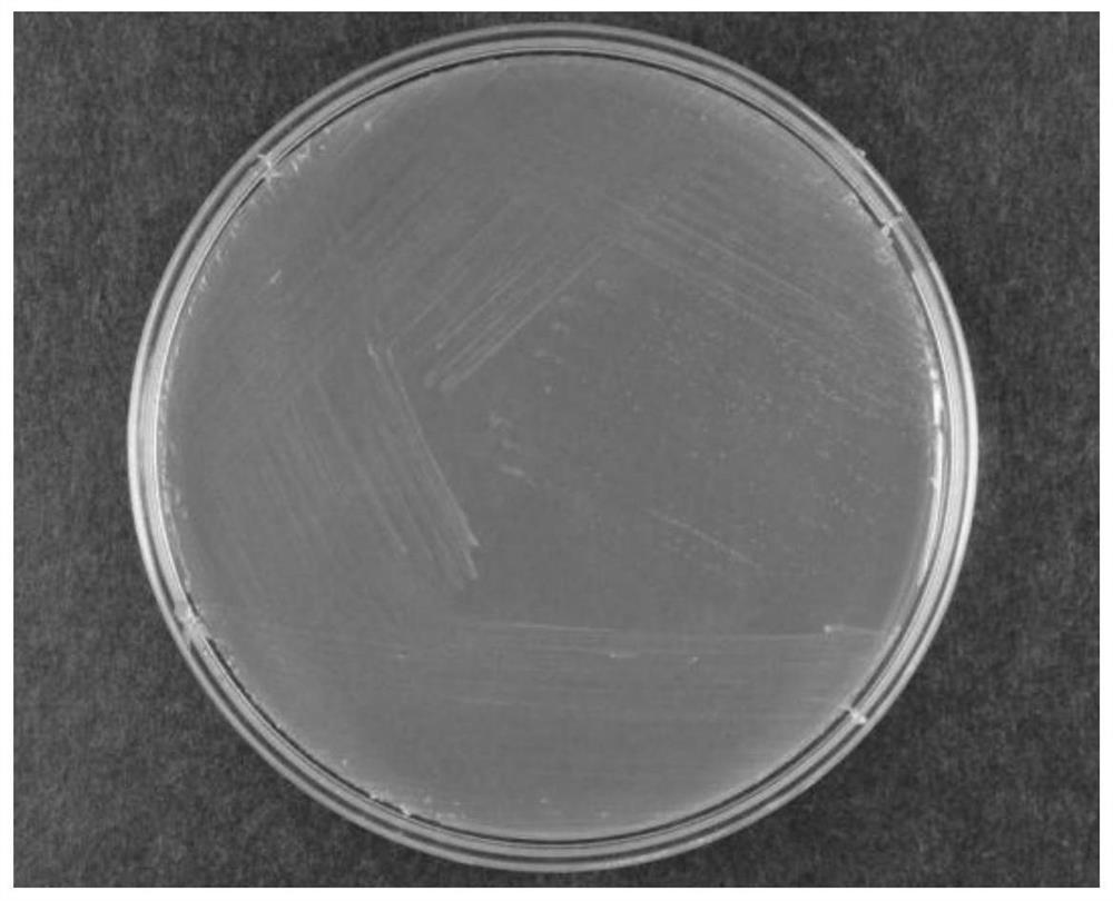 Bacterial strain as well as composition and application