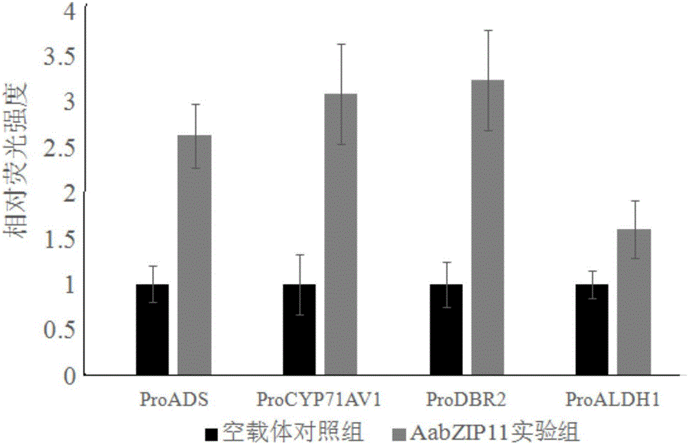 Artemisia apiacea bZIP-type transcription factor encoding sequence, cloning method and application