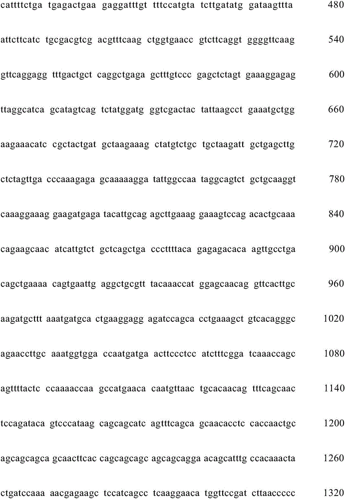 Artemisia apiacea bZIP-type transcription factor encoding sequence, cloning method and application