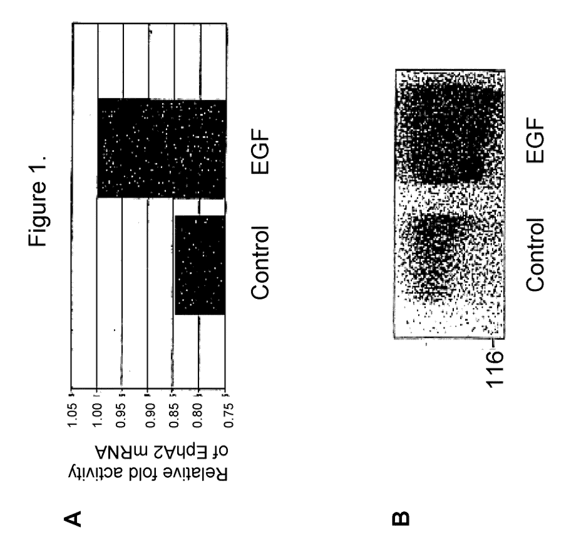 Epha2 and hyperproliferative cell disorders