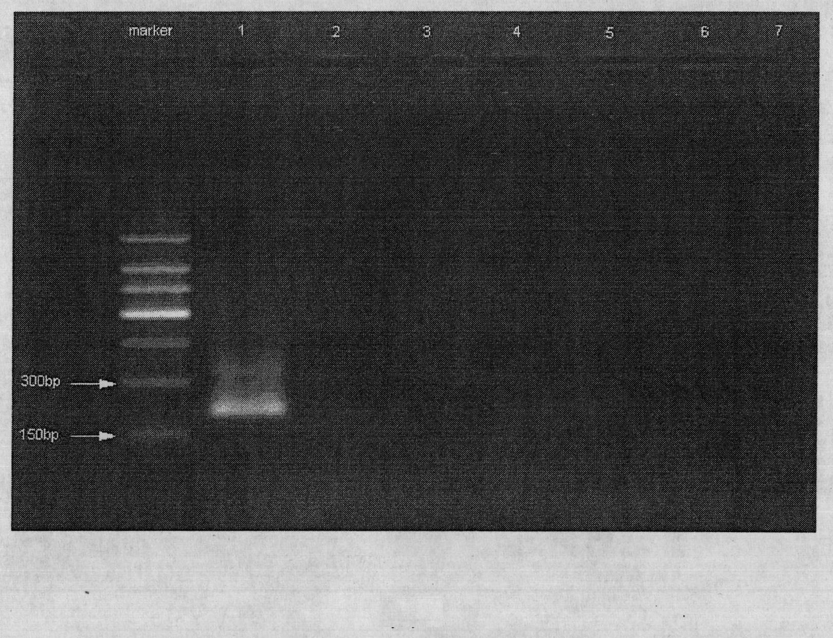 Method for fast identifying frankliniella occidentalis