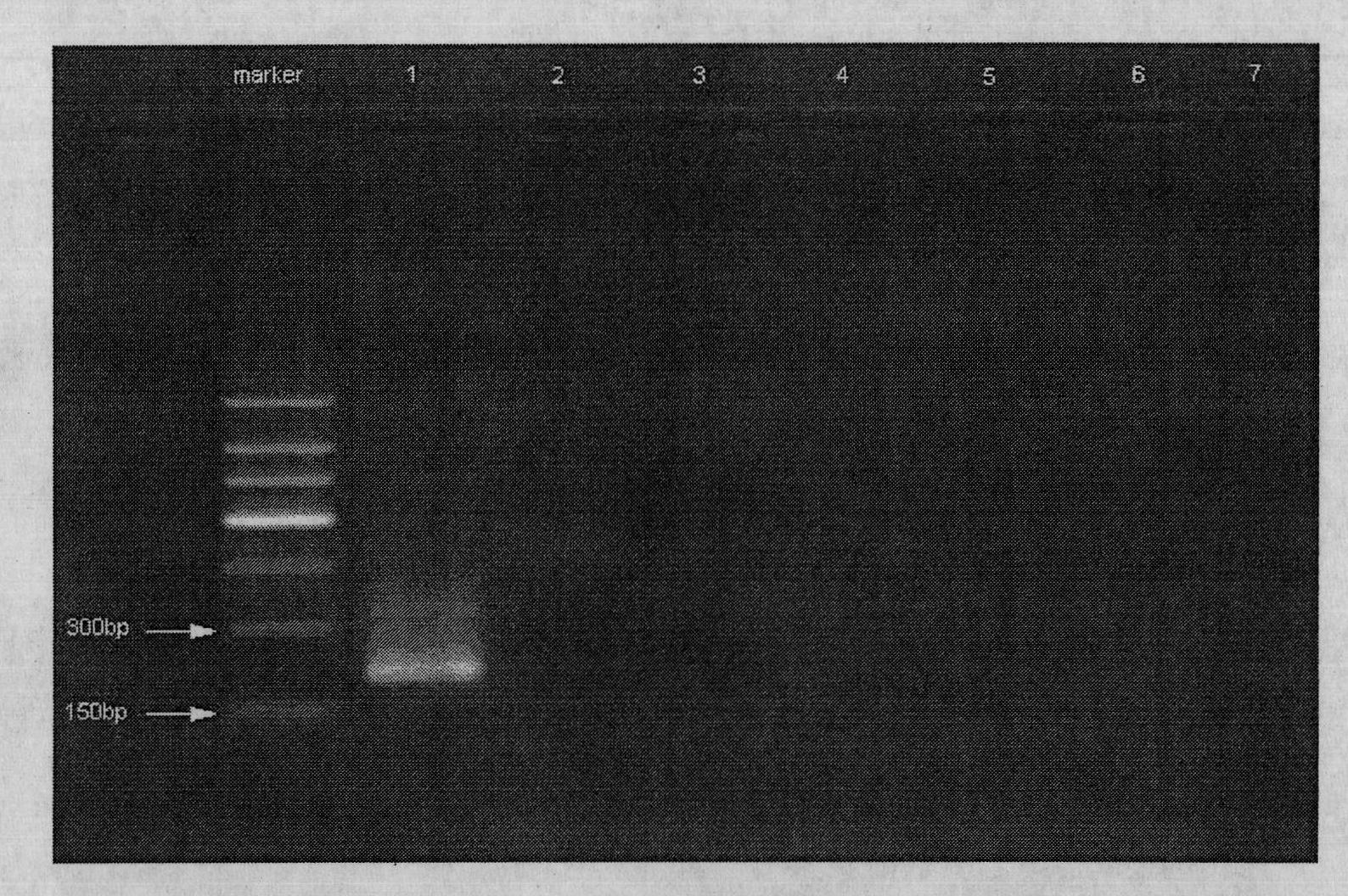 Method for fast identifying frankliniella occidentalis