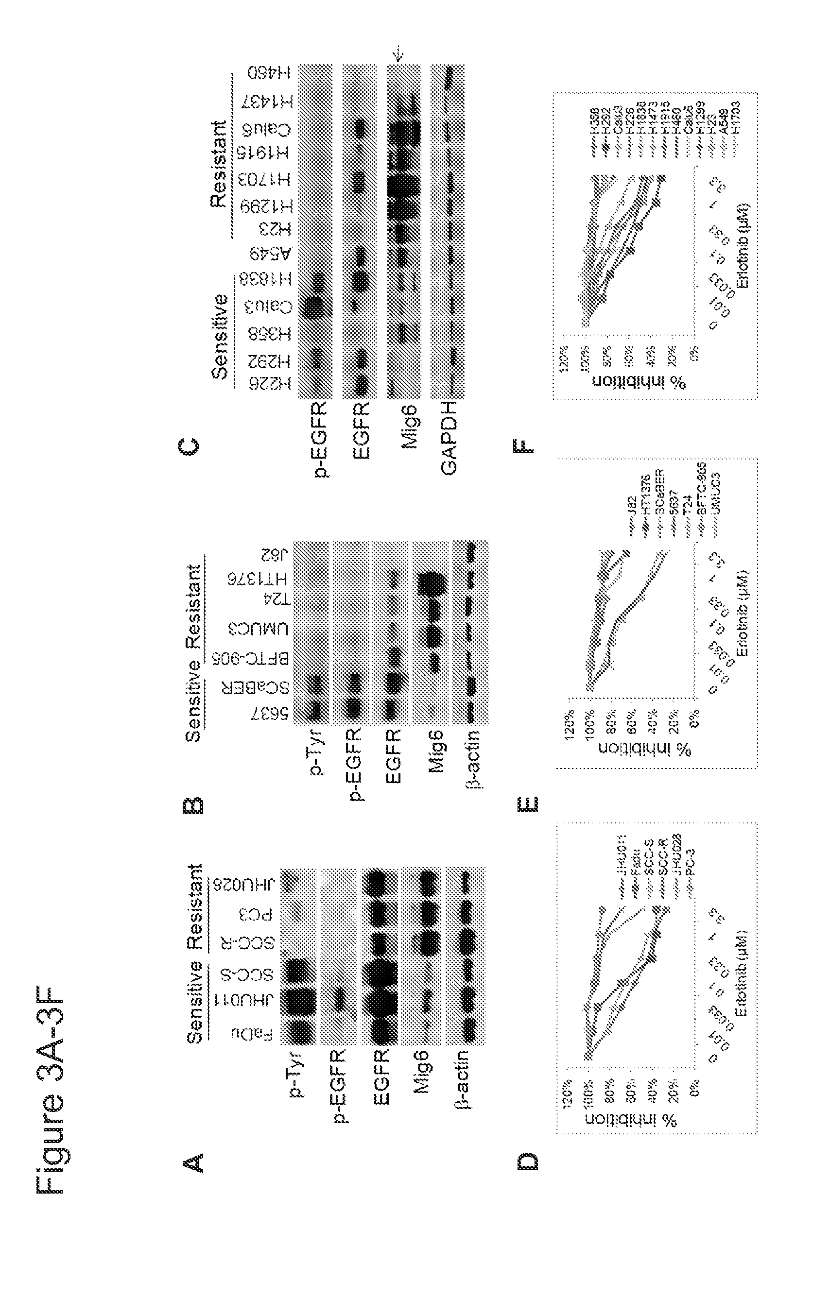 Mig6 and therapeutic efficacy