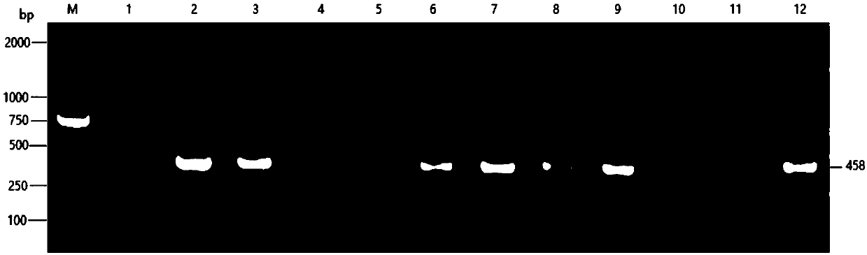 Pigeon chlamydia PCR diagnosis kit and detection method thereof