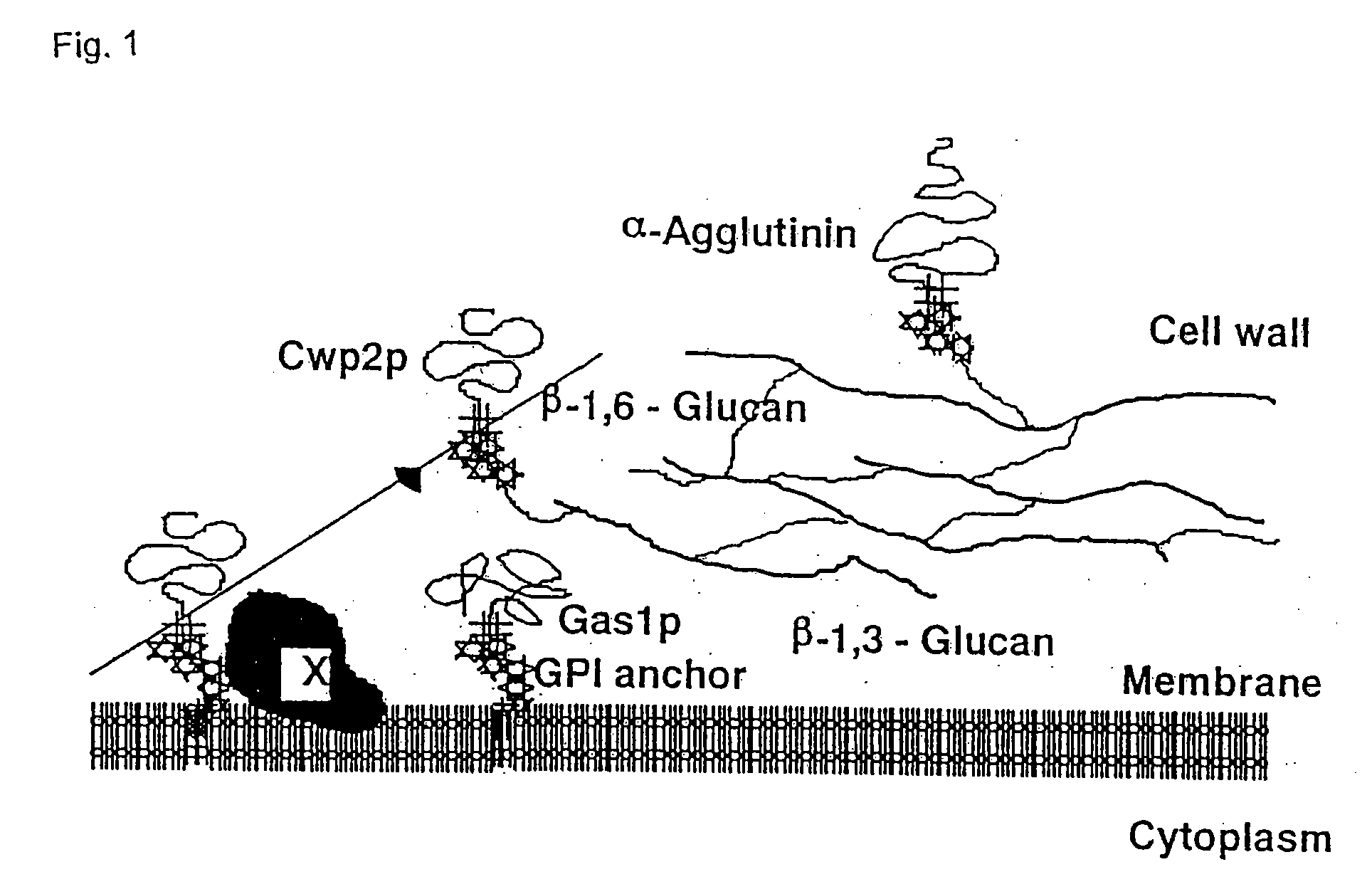 Fungal cell wall synthesis gene