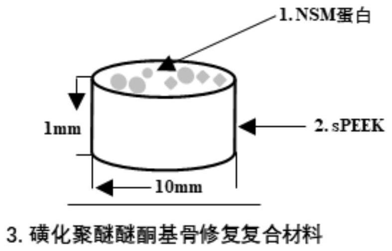 A sulfonated polyetheretherketone-based bone repair composite material