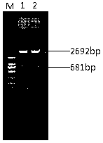 Porcine epidemic diarrhea virus genetic engineering subunit oral vaccine