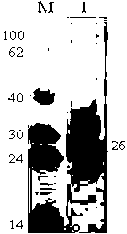 Porcine epidemic diarrhea virus genetic engineering subunit oral vaccine