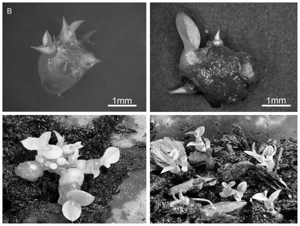 Orchid seed-fungus symbiotic germination complex as well as preparation method and application thereof