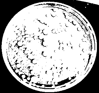 Harvesting method of microalgae mediated by fungus