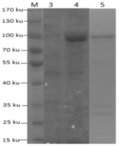 Adhesive antigen ssust3_1962 of Streptococcus suis serotype 3 and its preparation method and application