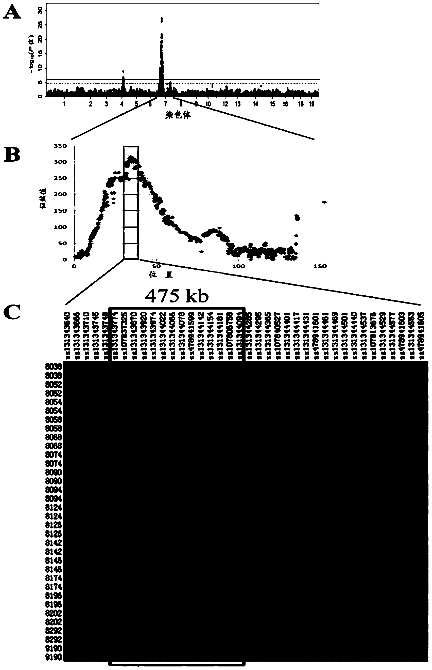 Major SNP (single nucleotide polymorphism) marker influencing growth traits of pigs and application thereof in genetic improvement of productivity of breeding pigs