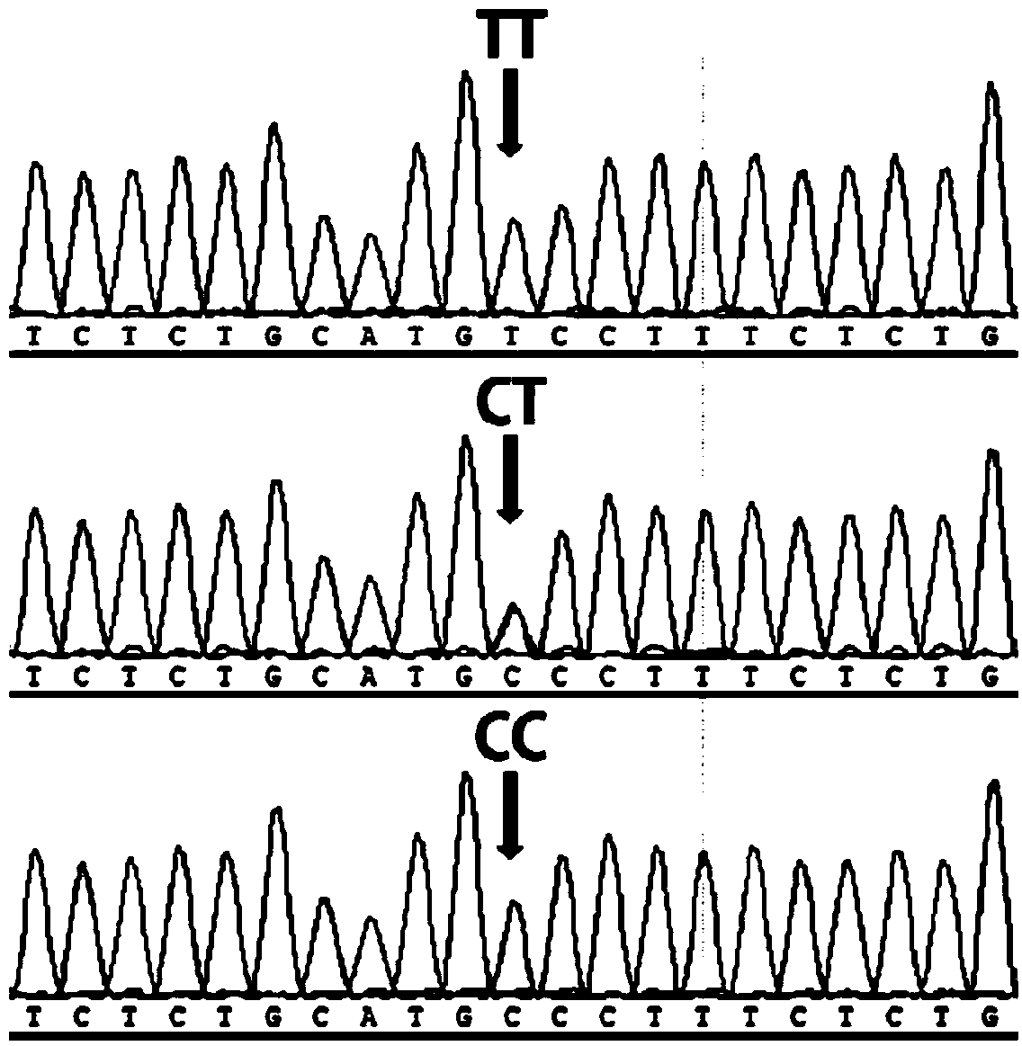 Major SNP (single nucleotide polymorphism) marker influencing growth traits of pigs and application thereof in genetic improvement of productivity of breeding pigs