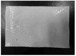 Artemisia argyi leaf oil transdermal patch, preparation method and detection method for active ingredients in the patch