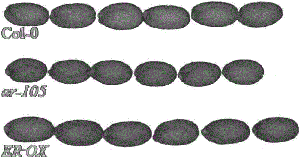 Method for regulating and controlling seed size by using ERECTA gene