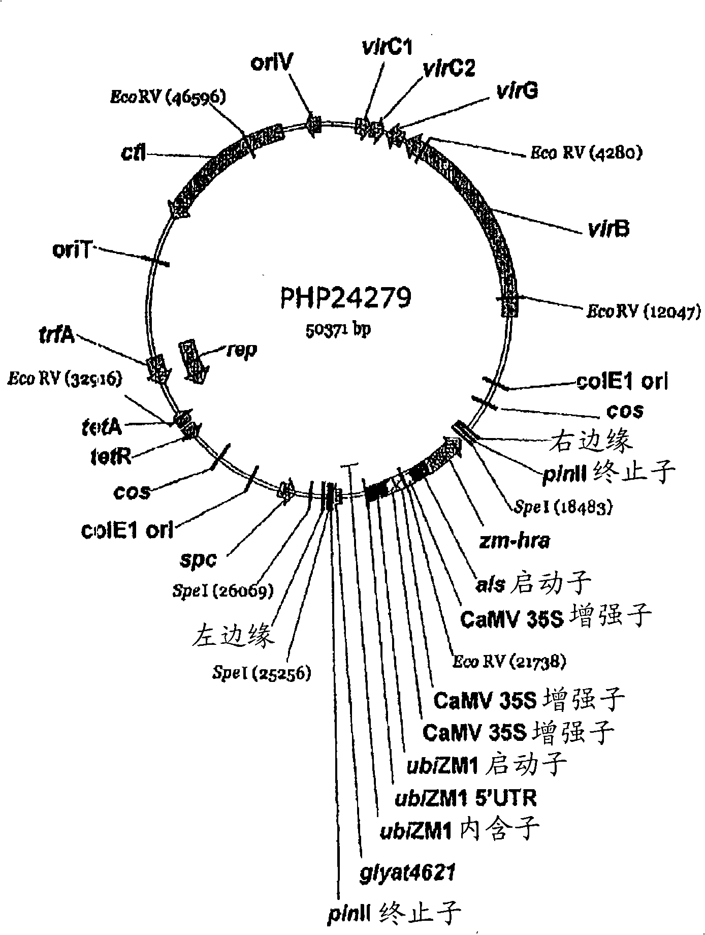 Maize event dp-098140-6 and compositions and methods for the identification and/or detection thereof