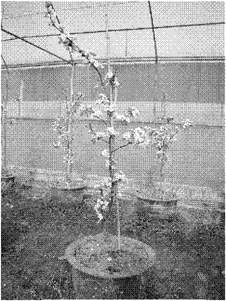 Method for facilitating early fruiting of young pear tree