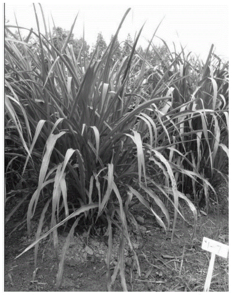 Method for cultivating aneuploid perennial forage grass variety by using corn heterologous polyploidy