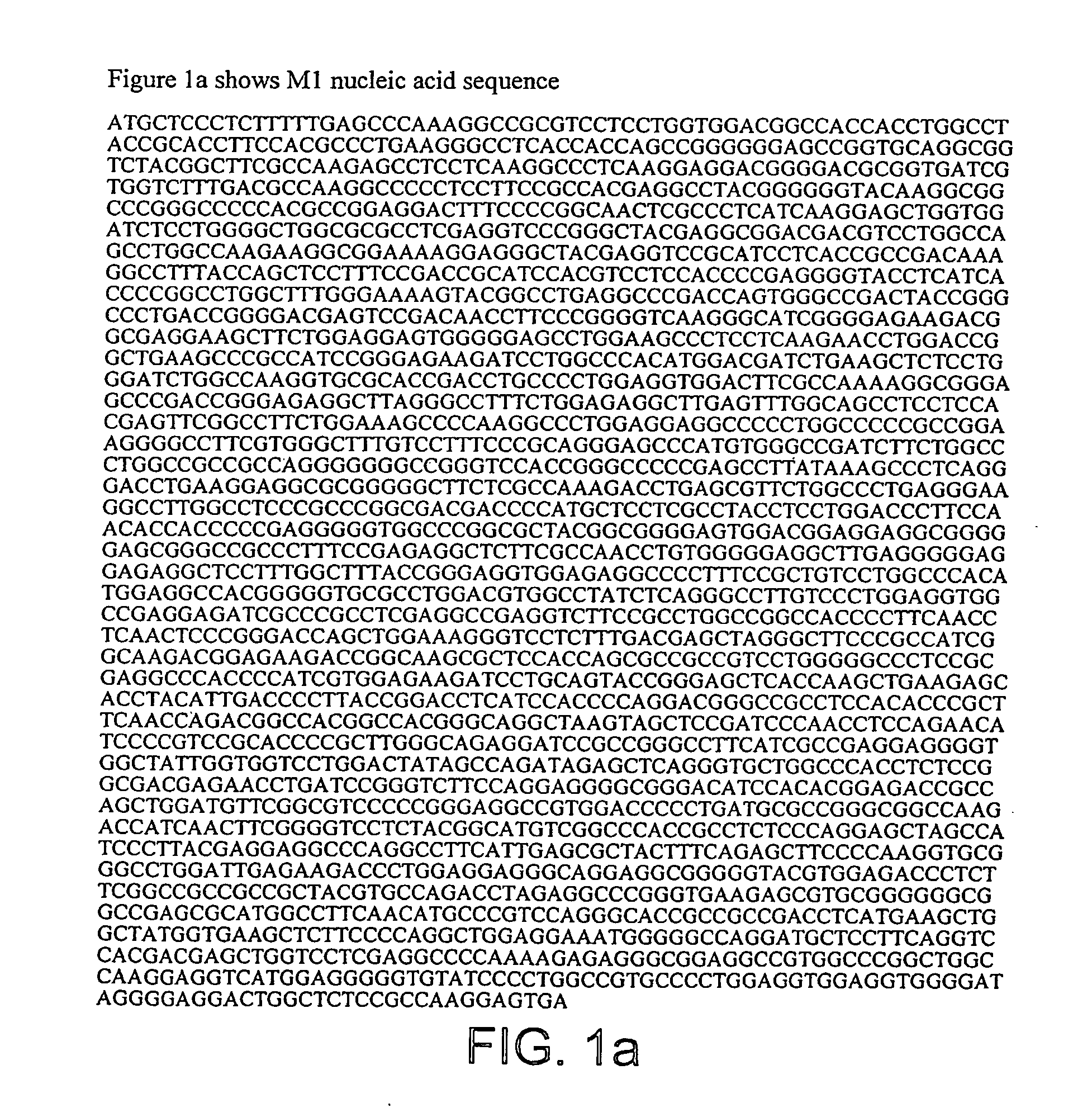 DNA polymerase