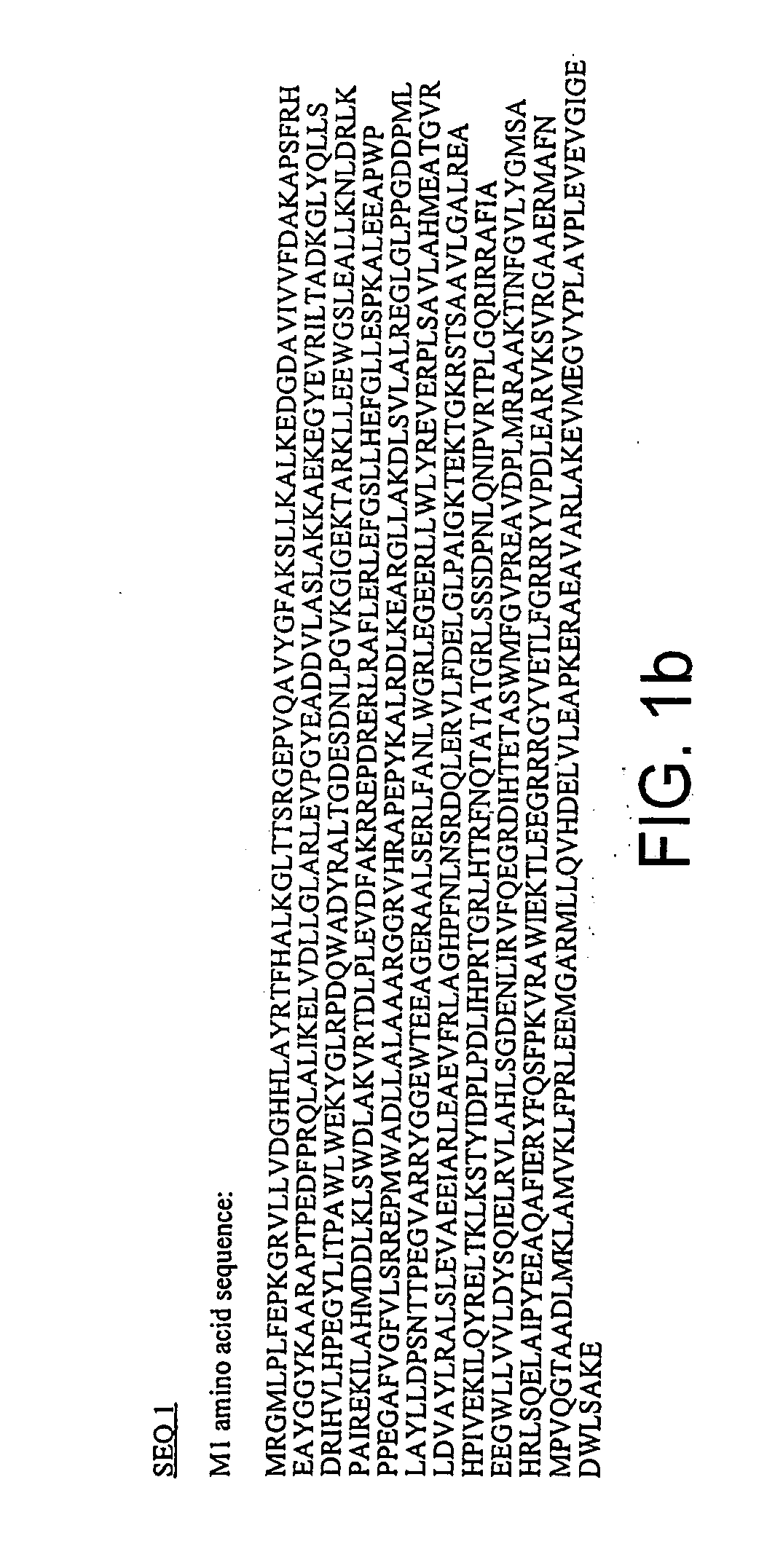 DNA polymerase