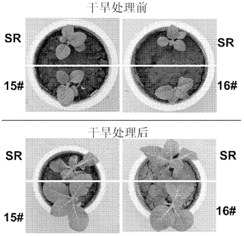 Application of gene OsERL in reducing stomatal density of plant