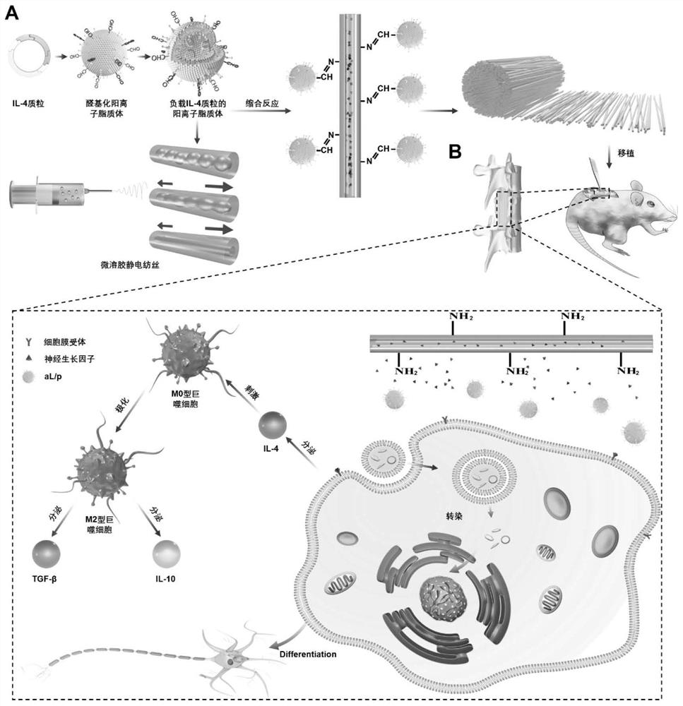 A preparation method of microenvironment-responsive immune regulation promoting nerve regeneration micro-nanofibers