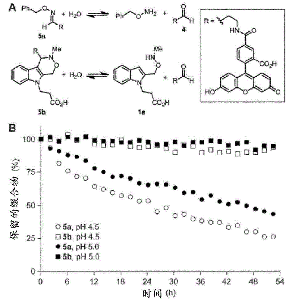 Pictet-spengler ligation for protein chemical modification