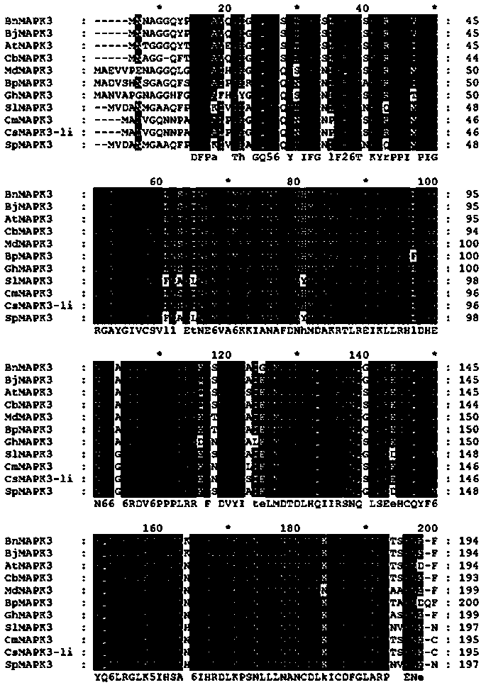 Brassica napus gene bnmpk3 and its application in resistance to Sclerotinia sclerotiorum