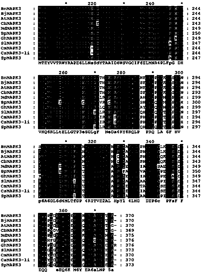 Brassica napus gene bnmpk3 and its application in resistance to Sclerotinia sclerotiorum