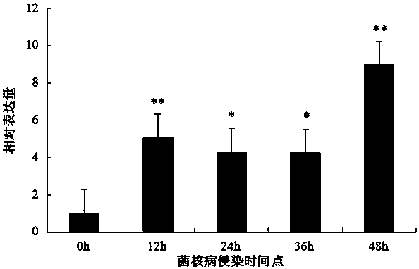 Brassica napus gene bnmpk3 and its application in resistance to Sclerotinia sclerotiorum