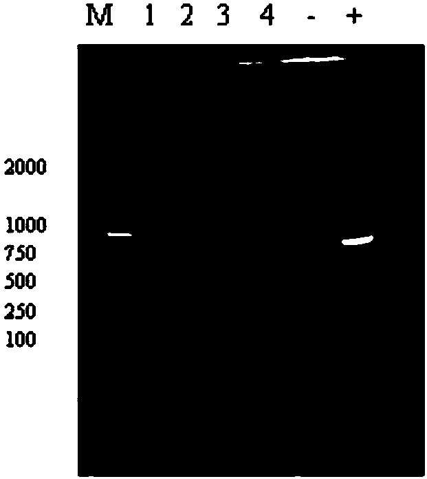 Traditional Chinese medicine composition for treating and preventing livestock diseases, preparation method and application thereof