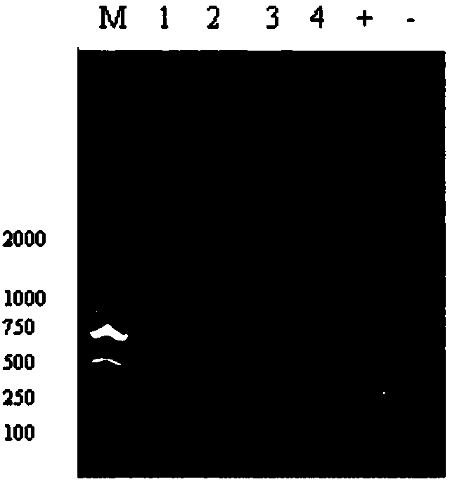 Traditional Chinese medicine composition for treating and preventing livestock diseases, preparation method and application thereof