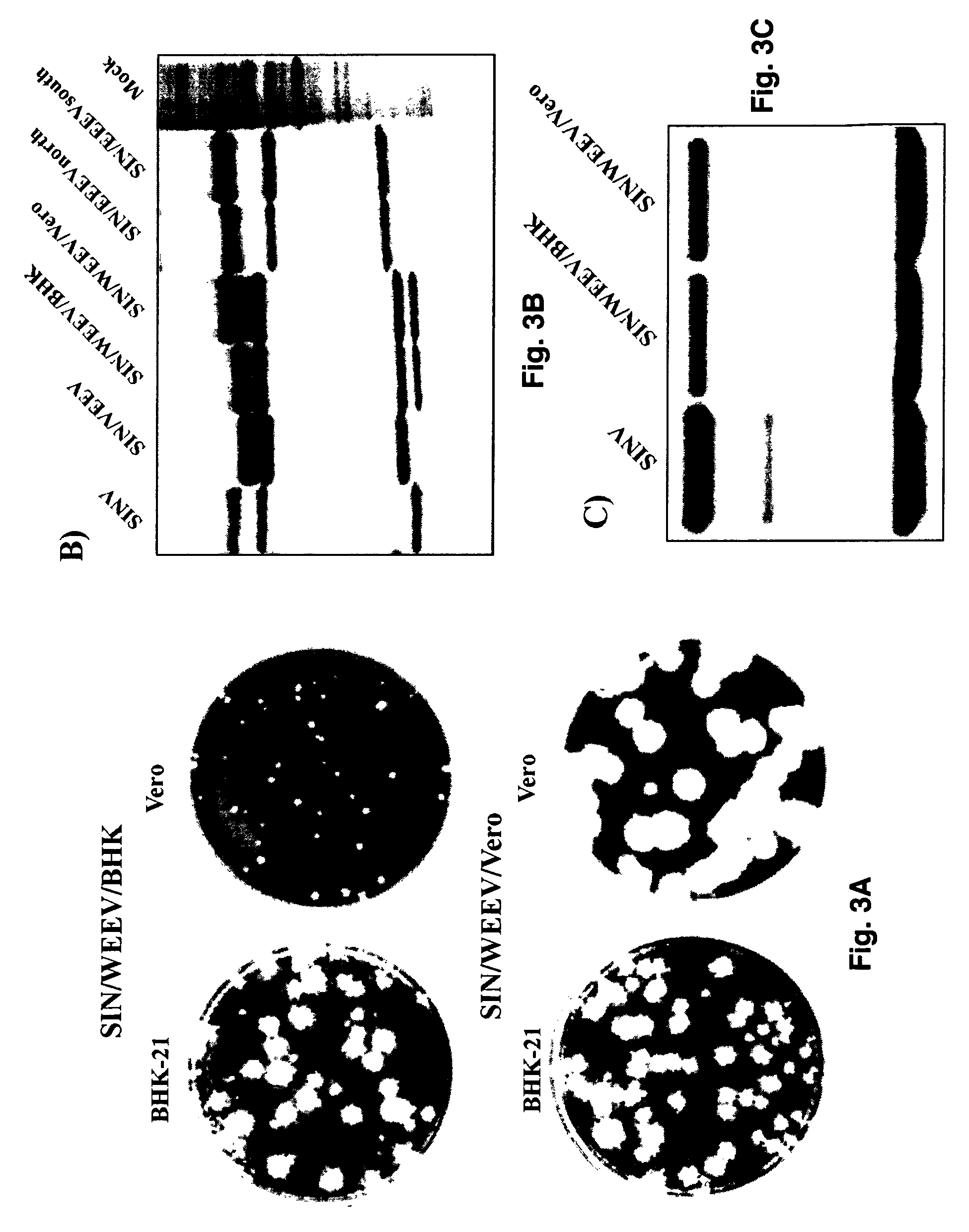 Chimeric sindbis-western equine encephalitis virus and uses thereof