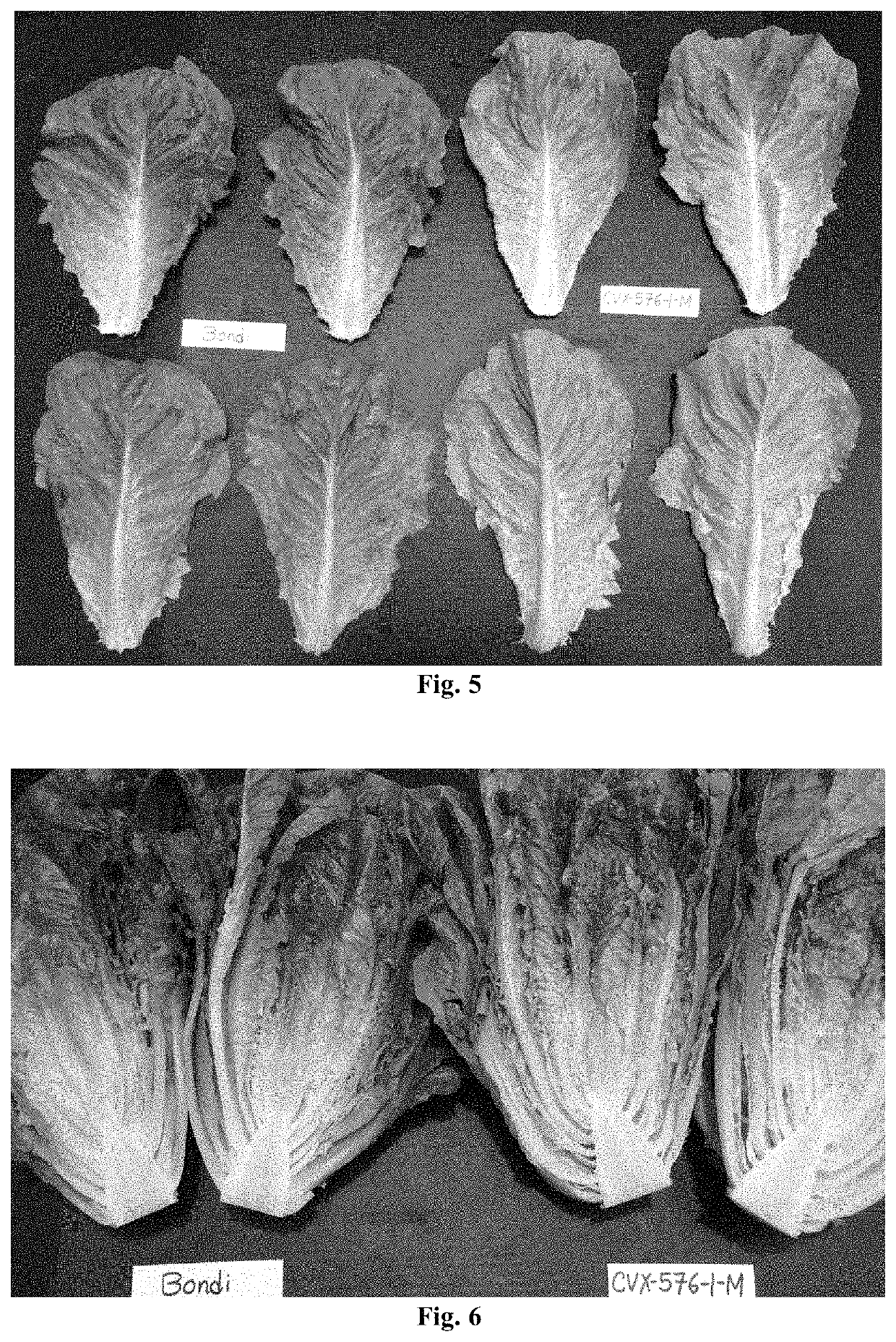 <i>Lactuca sativa </i>cultivar CVX576-1