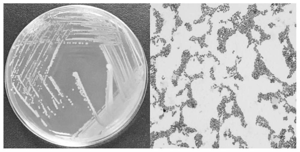 Achromobacter and its application in degrading p-toluenesulfonic acid and quizalofop