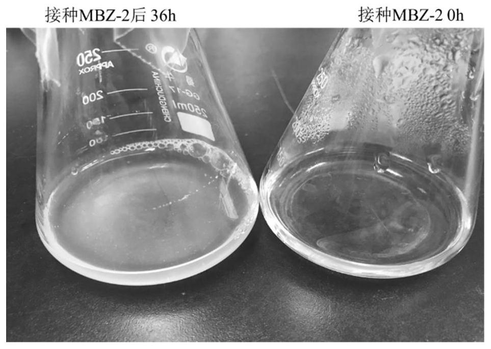 Achromobacter and its application in degrading p-toluenesulfonic acid and quizalofop