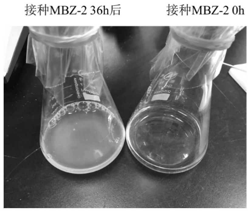 Achromobacter and its application in degrading p-toluenesulfonic acid and quizalofop